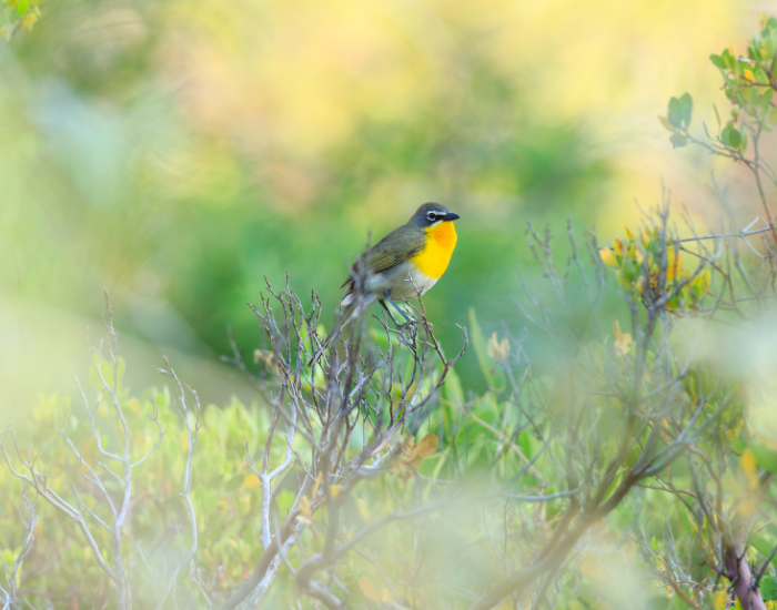 Yellow Breasted Chat on a tree