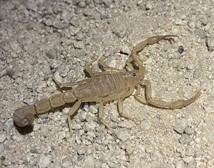 A yellow ground scorpion positioned flat on fine, light-colored gravel. Its body and long, narrow pincers match the pale grey-tan tones of the stone floor.