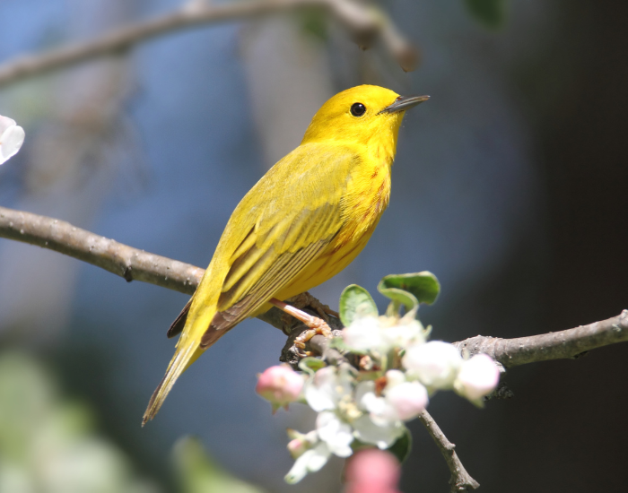 Yellow-Warblers.webp Yellow Warbler on a tree near a flower