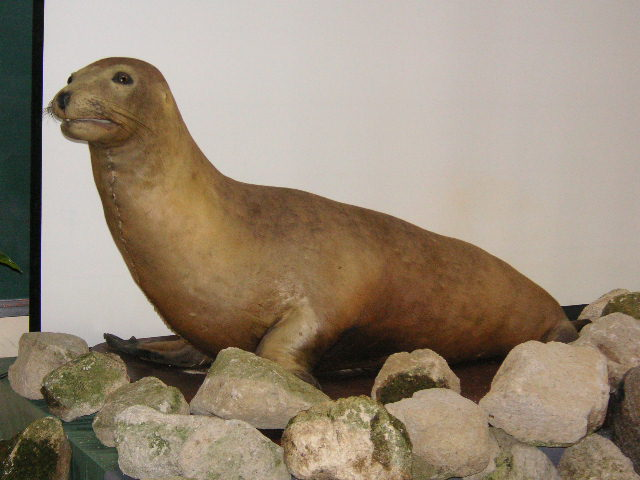 Zalophus_japonicus.webp stuffed japanese sea lion in a museum