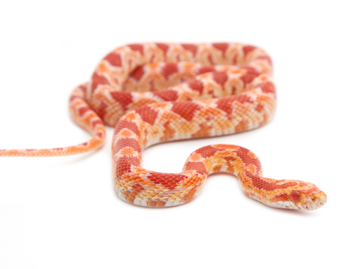 albino-rat-snake.webp albino red rat snake with white background