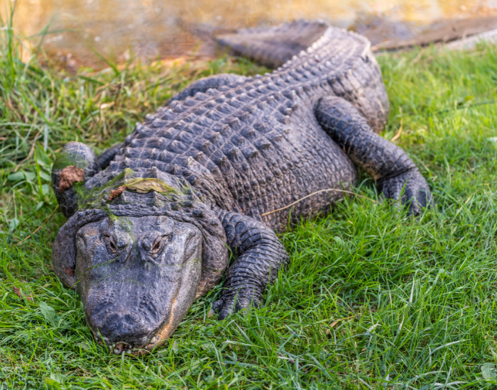 american-alligator.webp american alligator in the wild laying over grass