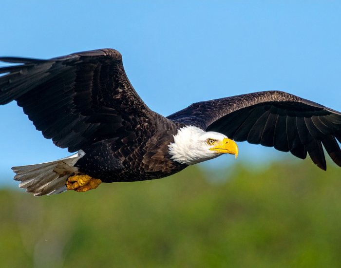 american-bald-eagle-flying-2.webp bald eagle flying