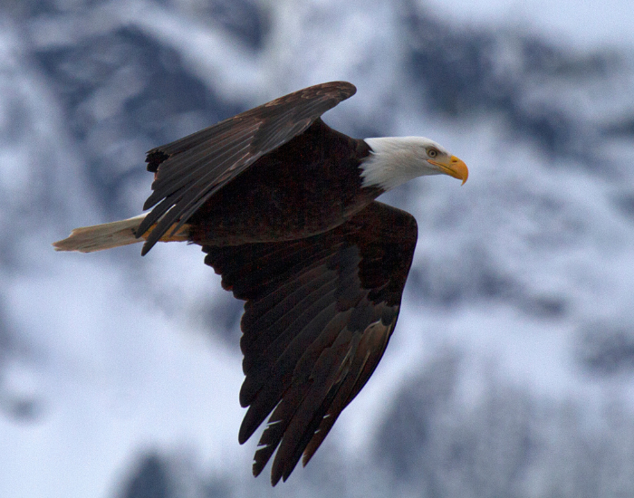 american-bald-eagle-flying-mountains.webp bald eagle flying