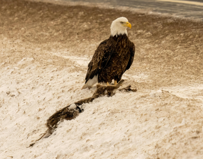 american-bald-eagle-hunting.webp bald eagle with its prey on the ground