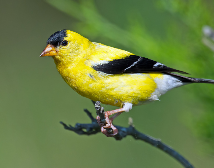american-goldfinch.webp American Goldfinch close up in the wild