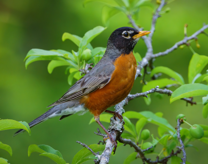 american robin on top of a tree
