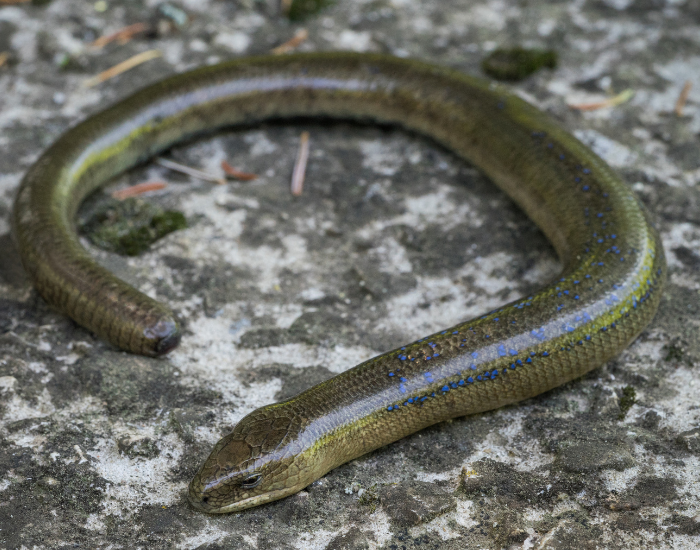 angis-fragilis.webp slow worm legless lizard on the ground