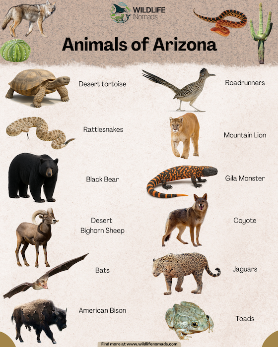 animals-of-arizona-infographic.webp Animals of arizona infographic