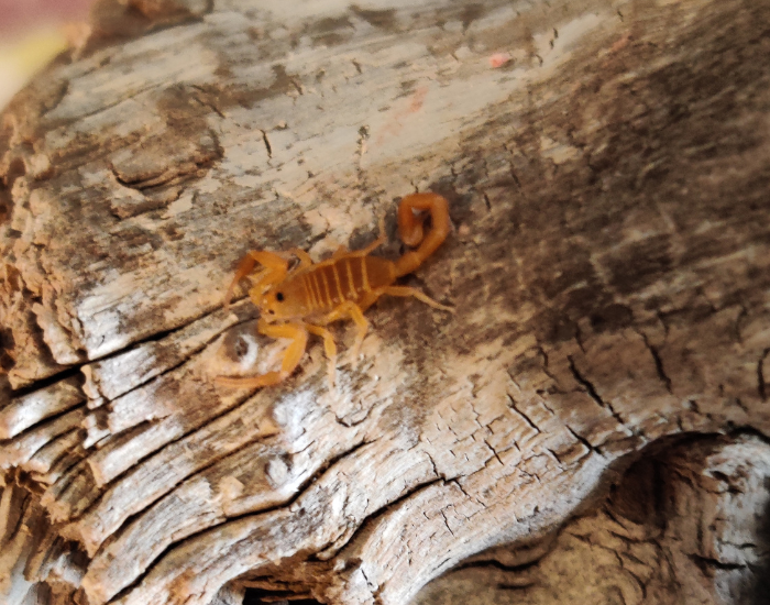 arizona-bark-scorpion.webp arizona bark scorpion on a rock