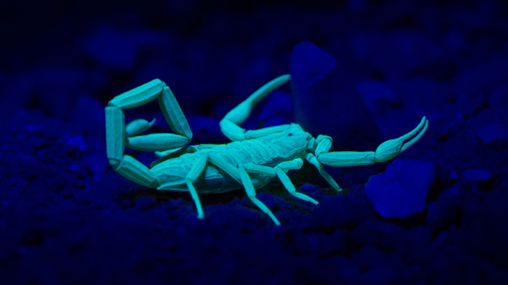 A scorpion glowing bright cyan-green under blacklight against a dark blue, rocky background. Its tail is curled forward over its body as it crawls across the ground.