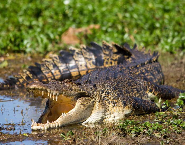 australian-saltwater-crocodile-aggresive-3.webp australian-saltwater-crocodile in the wild with mouth open