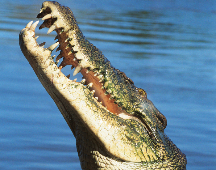 australian-saltwater-crocodile-river.webp Saltwater crocodile jumping form water