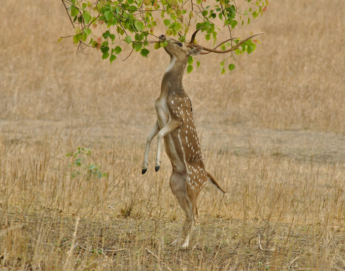 axis-deer-eating.webp chital deer standing over 2 legs reaching vegetation on a tree