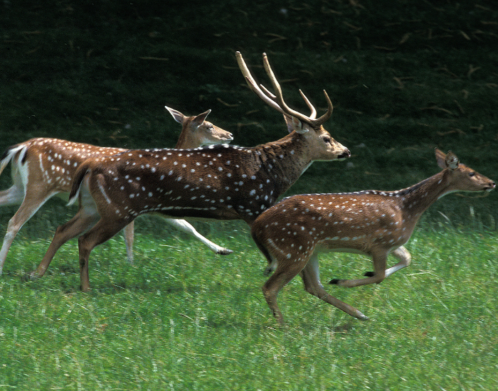 axis-deer-running.webp group of axis deers running