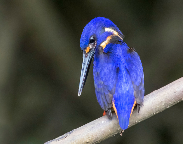 azure kingfisher on a tree branch in the wild