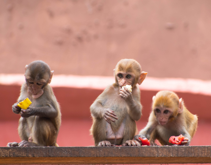 babies-Rhesus-Macaques.webp three babies of rhesus macaque eating in an urban area