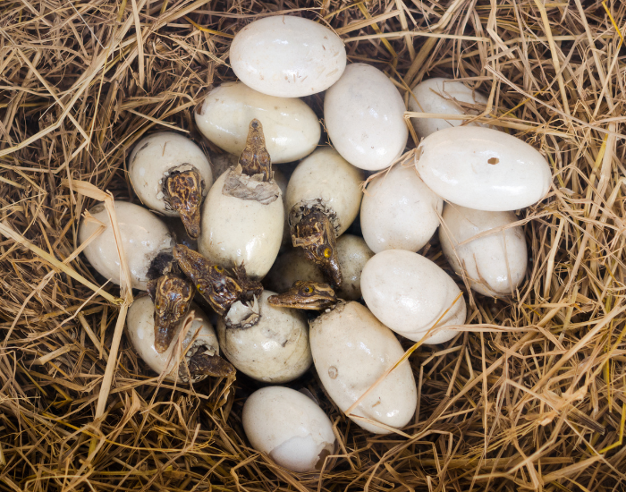 baby-crocodiles.webp Babies crocodiles hatchlings