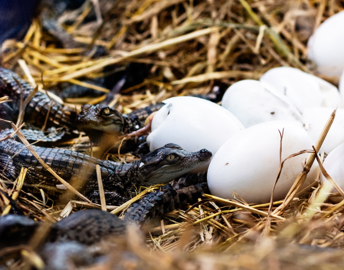 baby crocs hatching from eggs in a nest