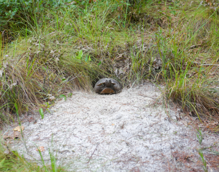 baby-gopher-tortoise-2.webp florida gopher tortoise far within a burrow