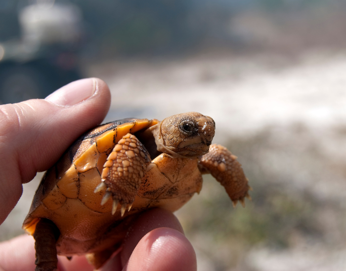 baby-gopher-tortoise.webp baby gopher tortoise held by a hand