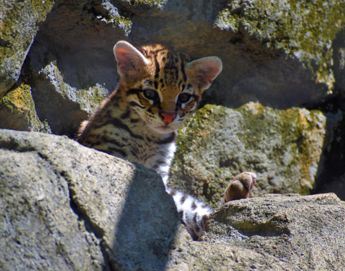 baby-ocelot.webp baby ocelot on a rock