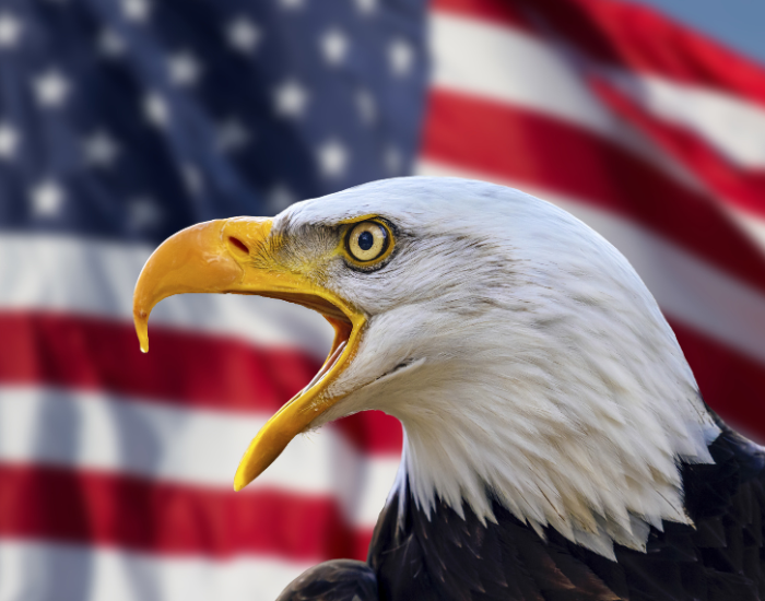 close up of a bald eagle with a flag of the US on the background