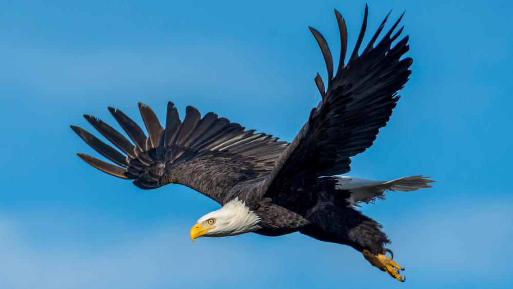 a bald eagle flying