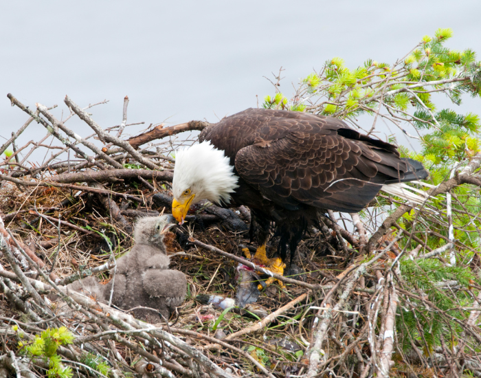 a bald eagles in its nest and a chick
