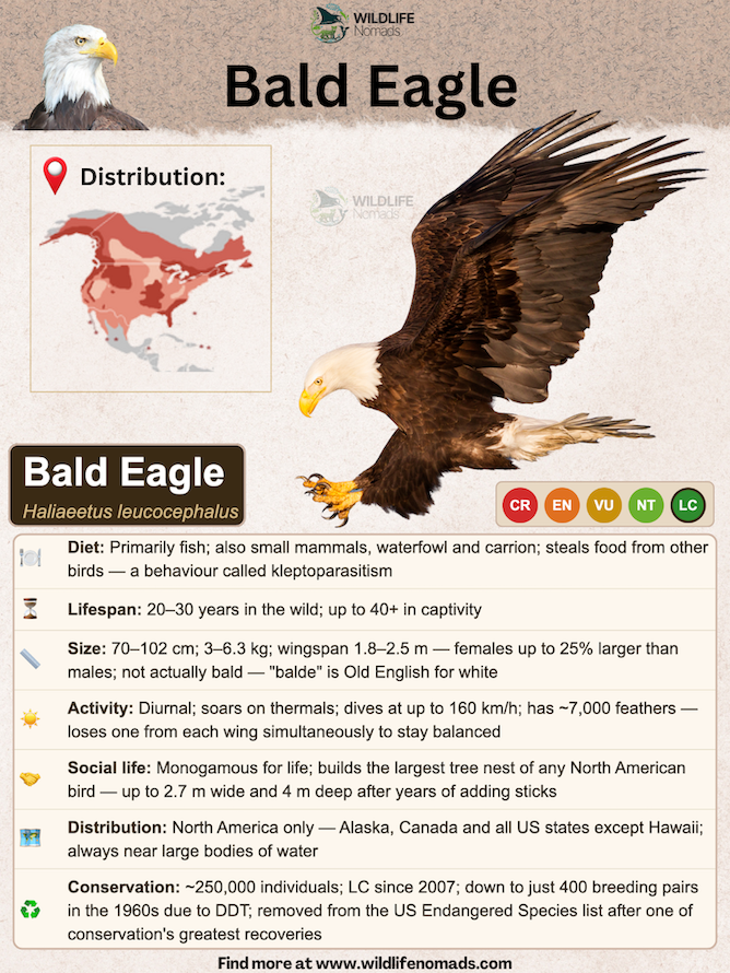 a species profile of the bald eagle showing important information