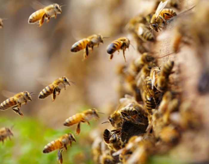 bees.webp Bees flying