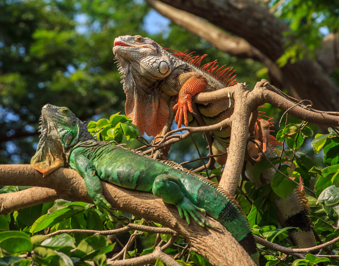 big-iguanas.webp Two green iguanas on top of a tree