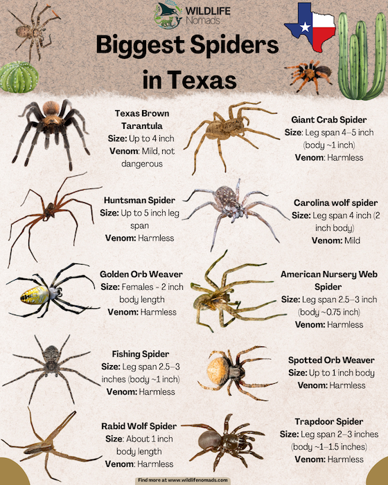 biggest-spiders-in-Texas-infographic.webp infographic showing the top 10 biggest spiders in texas