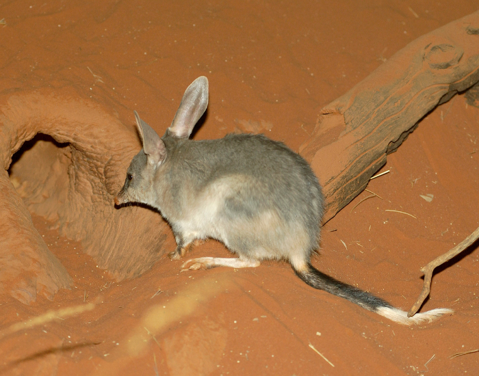 bilby-burrow.webp Greater bilby in a burrow