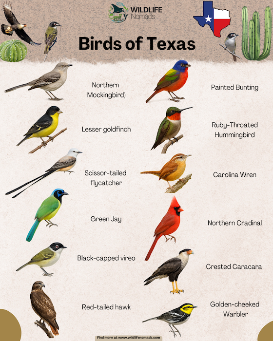 infographic showing iconic bird from texas