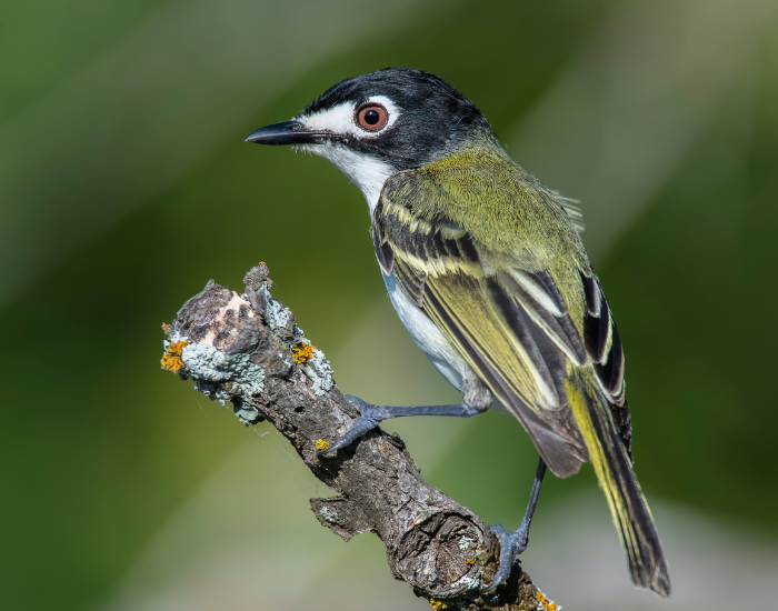 black capped vireo bird