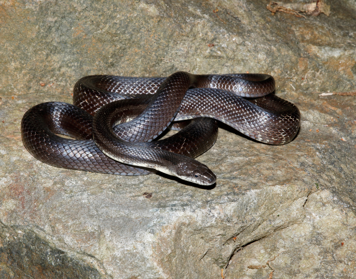 black-rat-snake.webp Black rat snake curled on a rcok