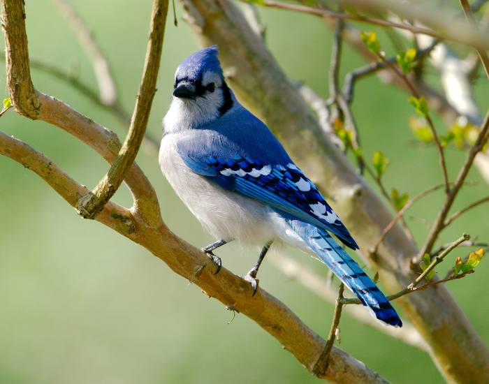 Blue Jay on a tree