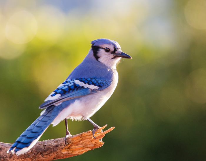 Close up of a blue jay bird
