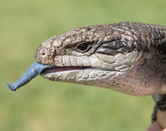 blue-tongue-lizard.webp close up of a blue tongue lizard
