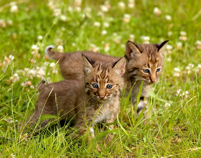 bobcat-kitten.webp two baby bobcats in a grassfield