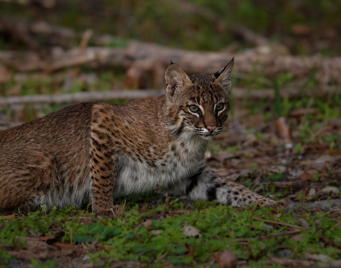 bocat-wild-2.webp bobcat in southern florida