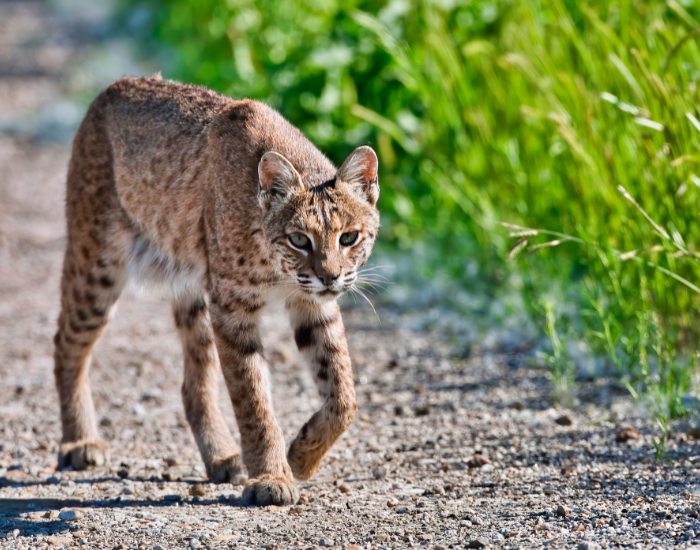 bocat-wild-trtack.webp bobcat walking on a dirt road