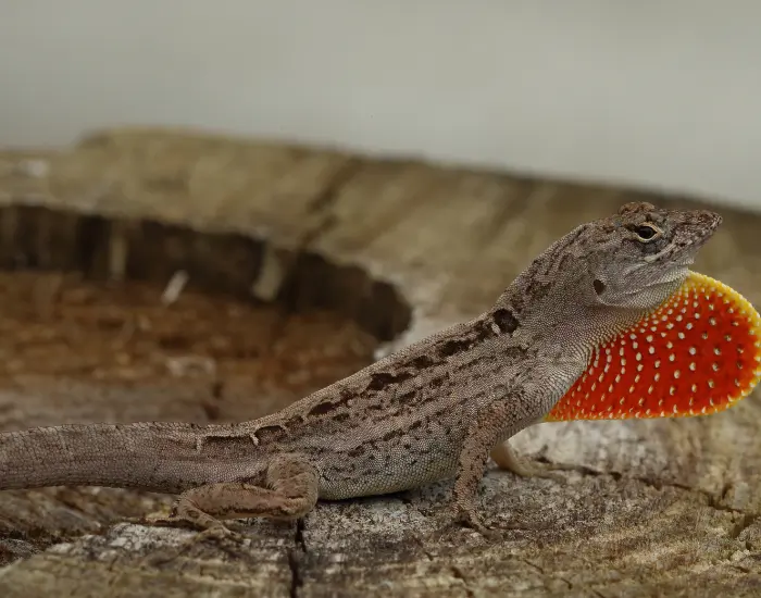 brown-anole-on-display.webp
