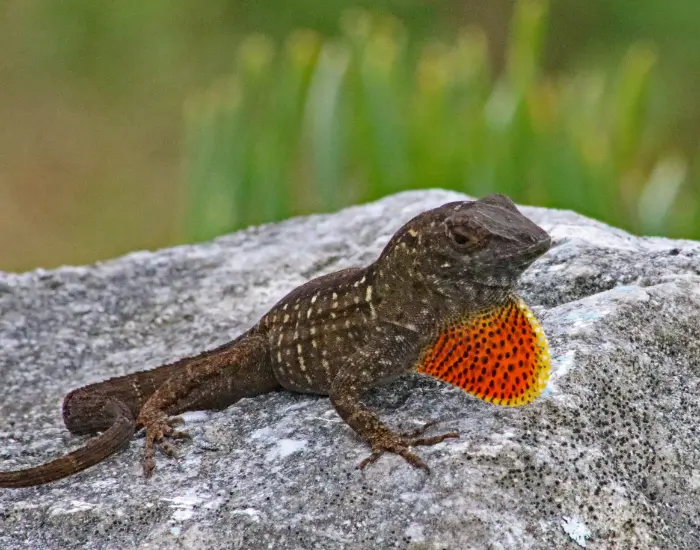 Brown Anole on a rock