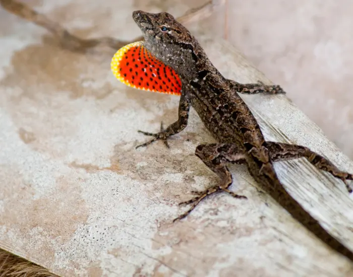 brown-anole-on-table-1.webp Brown anole walking