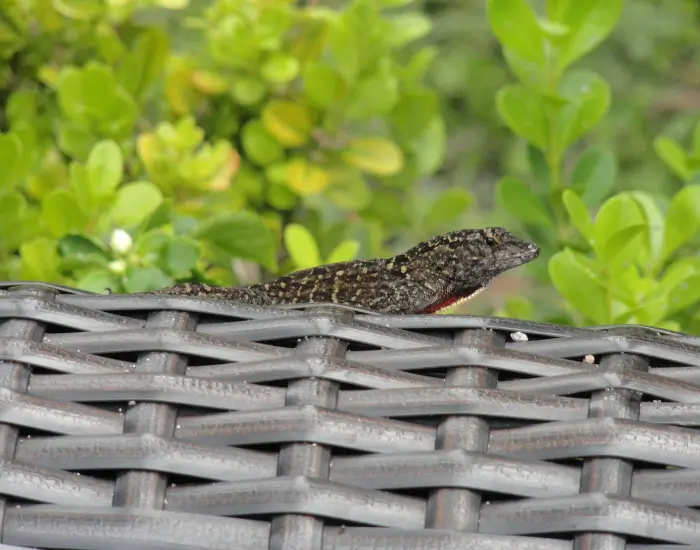 brown-anole-on-table.webp brown anole on top of a table