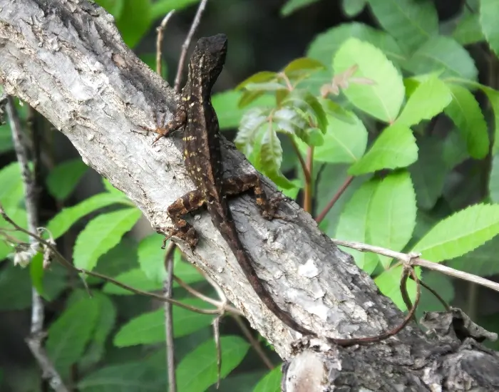 brown-anole-on-tree.webp brown anole climbing a tree