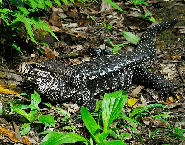 brown-anole-tree-1.webp tegu walking in its habitat
