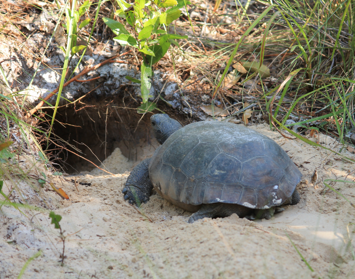burrow-gopher-tortoise-walking-towards.webp a gopher tortoise walking towards a burrow